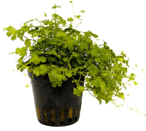 WASSERPFLANZEN WOLFF - ein Topf Kleiner Wassernabel, Hydrocotyle cf. tripartita/Hydrocotyle sp. 'Japan' Teppichbildender Bodendecker, Schnellwachsende, Klee-artige Aquarienpflanze
