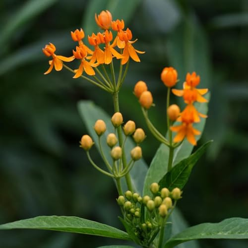 Semi di Asclepias, semi di asclepiade, selvatiche semi di giardino Asclepias curassavica, rare regali sostenibili per le donne rustiche 50pcs