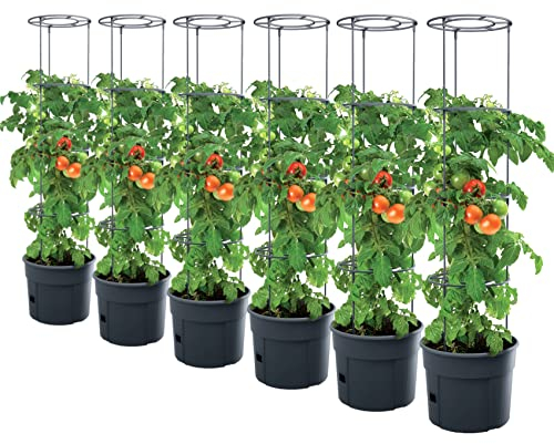 PAFEN 6X Tomatenpflanze Pflanzkübel - 295 x 1152 mm - Tomato Grower Pflanzen Tomate Garten Terrasse
