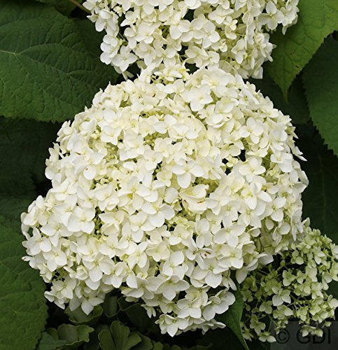 Ballhortensie Annabelle 30-40cm - Hydrangea arborescens - lebende Gartenpflanze aus den Baumschulen