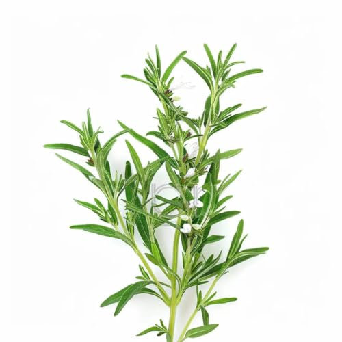 300 Graines de Sarriette - SemiSauvage Permaculture