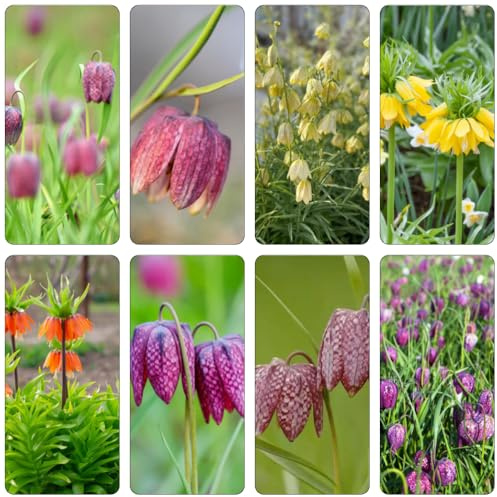 fritillaria Corona imperiale resistenti per ufficio decorazione di balconi bonsai interni Bulbi perenni, resistenti al freddo giardino 4 pezzi