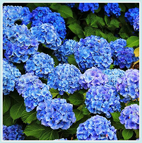 Raíces de Hortensia, Frescas, Resistentes, Robustas, Versátiles, Adaptables-5 rizoma