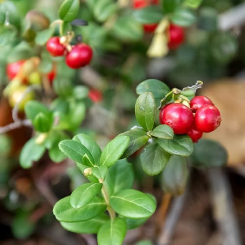 semi di mirtillo rosso, mirtillo rosso, da balcone resistenti Macrocarpon vaccinico, per il giardino vaso per fresche di resistente 150pcs