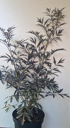 schwarzlaubiger Holunder Sambucus nigra Black Lace 80-100 cm hoch 12 L | Winterhart, robust & pflegeleicht – dekorativ und bienenfreundlich
