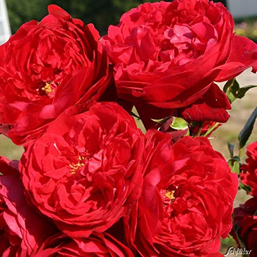 Kletterrose Florentina in Rot - Kletter-Rose winterhart - Pflanze für Rankhilfe im 5 Liter Container von Garten Schlüter - Pflanzen in Top Qualität