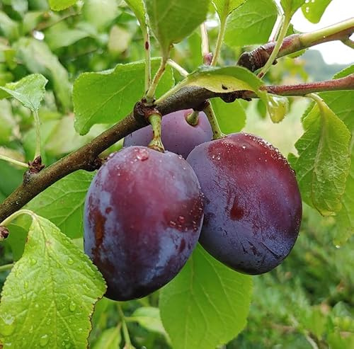 Zwerg-Zwetsche `Julia´, kleinbleibender Obstbaum, kübelgeeignet, 100-140cm im 7,5 Liter Topf