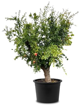 Tropictrees Granatapfelbaum Winterhart - Punica Granatum mit 230 cm Hochstamm - Echter Granatapfelbaum für drinnen und draußen - Gartenpflanzen Winterhart im Topf