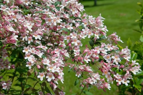 Kolkwitzie Kolkwitzia amabilis Pink Cloud 60-100 cm winterhart | Rosa Blüten, bienenfreundlich, schnittverträglich, sonnig bis halbschattig, ideal für Hecke und Sichtschutz im Garten