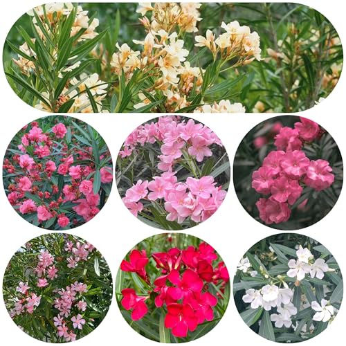 semi di oleandro resistenti - esotiche giardino 25pcs