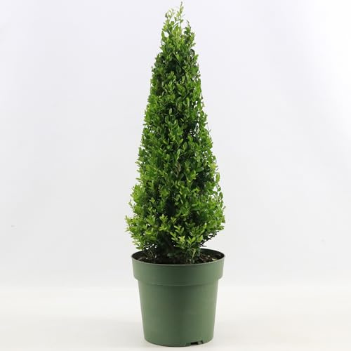 GardenersDream Ilex Pyramide Jenny – Plante de haie persistante rustique et facile d’entretien – Arbuste toute l’année pour bordures et topiaires
