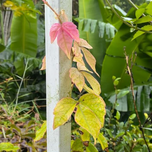 semi resistenti di vite selvatica, prodotti sostenibili Parthenocissus tricuspidata, giardino regali per giardinieri da giardino 350pcs
