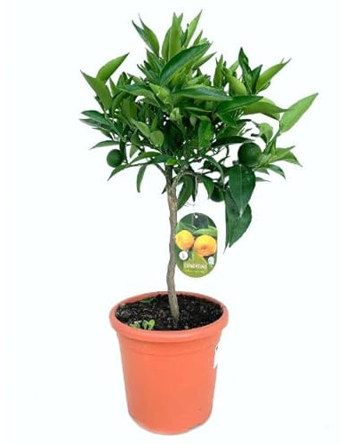 Árbol Cítrico de Mandarino Natural Aroma Fresco y Cosecha Abundante