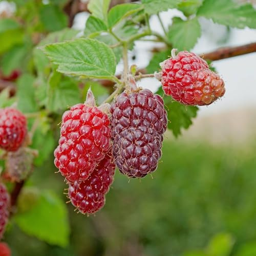 Vivai le Georgiche - Pianta vera di Lampone Tulameen - Unifero Tardivo Rubus idaeus 'Tulameen' - vaso Ø 15 cm - altezza alla vendita 80-100 cm