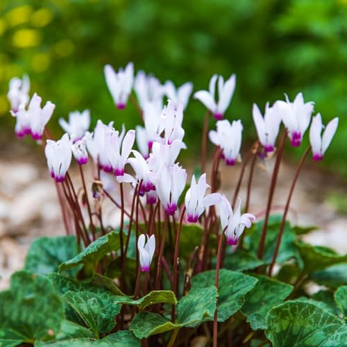 Alpenveilchen topfpflanzen echt pflanzenkübel blumensamen mehrjährig winterhart sommerblumen indoor kräutergarten exotische zimmerpflanzen blumensaat schnittblumen blumenwiesensaat 350samen