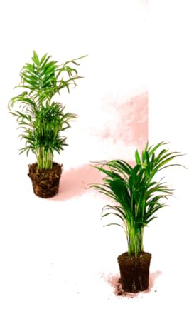 Set de Dos Palmeras - Chamaedores + Areca - Plantas Naturas con Maceta de 9cm ⌀