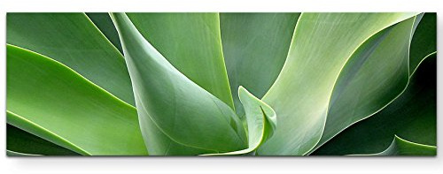 Leinwandbilder | Bilder Leinwand 120x40cm Agave – Nahaufnahme