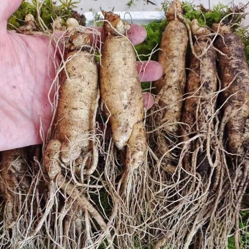 Ginseng dachbegrünung pflanztopf stauden winterhart mehrjährig balkon winterfest gemüsepflanzen pflanzensamen balkon gemüsesamen wintergemüse kräutersamen 10samen