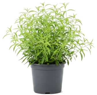Aloysia Citrodora Hierba Luisa Planta Natural para Hogar DECOALIVE Maceta de 17 cm