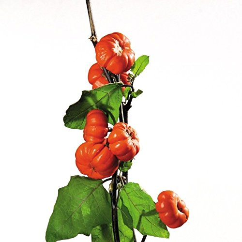 Pumpkin on a Stick Eggplant Seeds - Ornamental Eggplant-Beautiful(10 - Seeds)