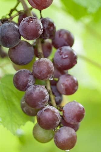 Vitis vinifera 'Vanessa' 80-100 cm – Winterhart, Mehrjährig – Tafeltraube – Kletterpflanze für Spalier & Rankhilfe