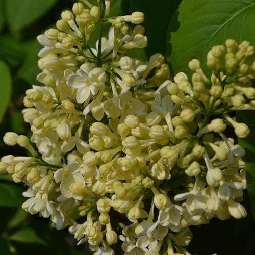 Gemeine Flieder Primrose 2L - Eine seltene Neuzüchtung mit gelblichen Blüten