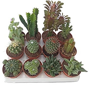 Cactus y Planta suculenta y Planta crasa (12 unidades) (maceta 7,5 cm ø) variada