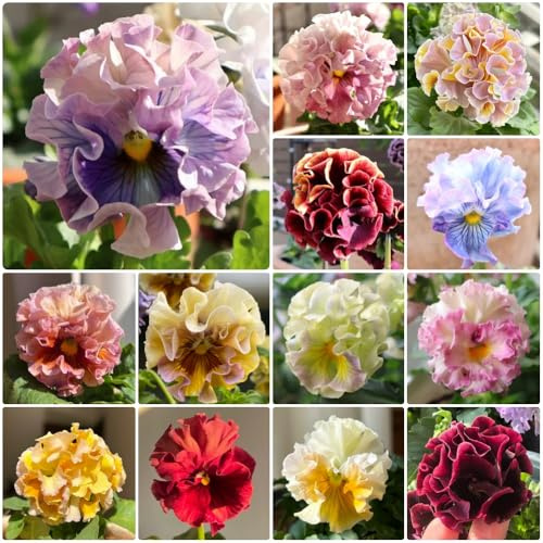 Semi di violetta cornuta - acquistarere di violetta cornuta Viola cornuta - semi di esotiche decorazione soggiorno da balcone resistenti esotici 250pcs