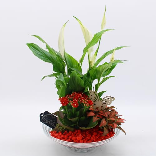Pflanzen - Zusammensetzung - Spathiphyllum - Kalanchoe - Fittonia; Topf Ø 25 cm - Höhe 30 cm