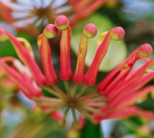 Seedeo Australischer Feuerradbaum (Stenocarpus sinuatus) 25 Samen
