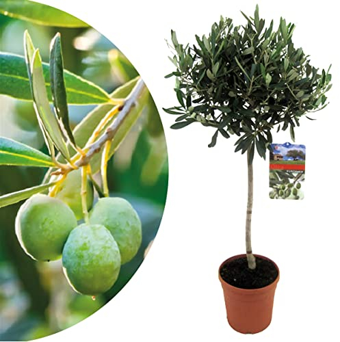 Plant in a Box - Olivenbaum - Olea Europaea - Topf 21cm - Höhe 90-100cm