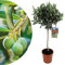 Plant in a Box - Olivenbaum - Olea Europaea - Topf 21cm - Höhe 90-100cm