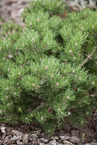 Pinus mugo 'Laurin' 30–40 cm – Winterhart, Immergrün, Pflegeleicht – Bergkiefer – Konifere für Steingarten & Kübel