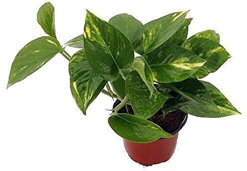 Portal Cool Golden Devil's Ivy - Pothos - Epipremnum - 4Pot - Molto facile da coltivare