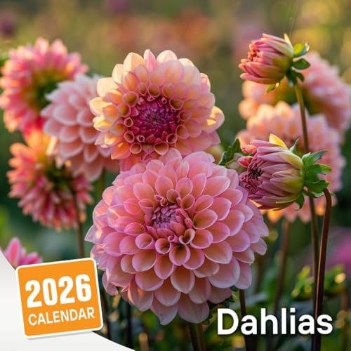 Dahlias Calendar 2026: Vibrant and Bold Floral Designs to Energize Your Days