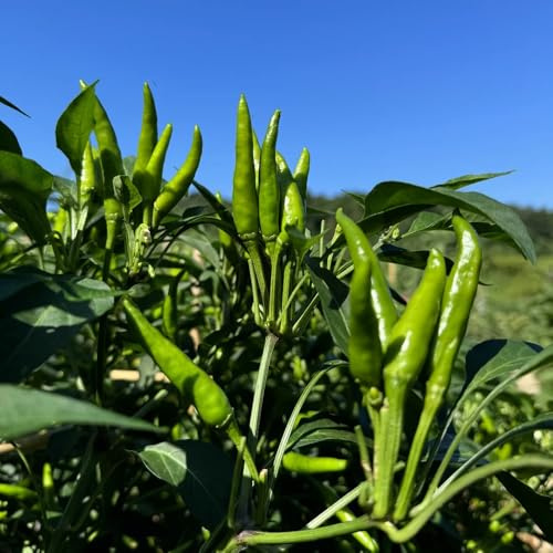 chili jalapeno wintergemüse gemüsesamen chilli wintergemüse winterharte garten alte gemüsesorten, exotische zimmerpflanzen gemüsesamen winterhart 300samen