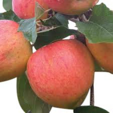 Garden Market Place Dwarf Patio Fruit Tree- Apple- Variety James Grieve - Approx 75cm Tall -