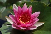 Mühlan - Eine rot blühende Zwergseerose für den Teich, der Blickfänger in kleinen Gartenteichen, winterharte Pflanze