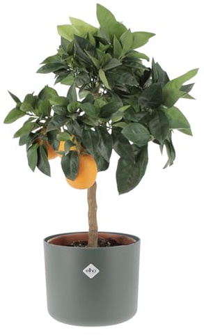 KENTIS - Citrus Sinensis Rouge - Orange - Plantes d'Agrumes - Plantes d'Extérieur - H 70-80 cm Pot de Ø 20 cm