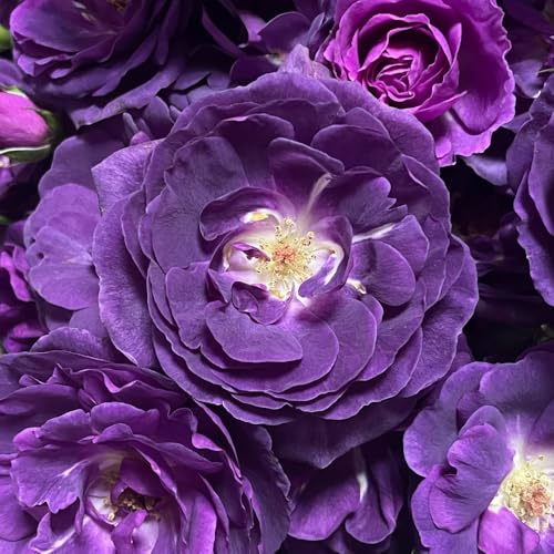 Semillas de rosas, decoración de sala estar semillas para invitados exóticas silvestres rosas decoración raras jardín rocas 450pcs