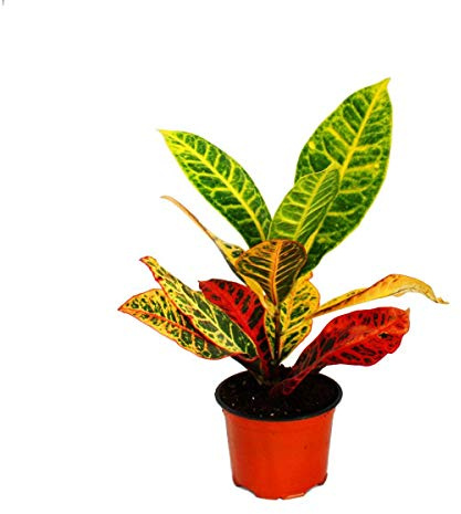 Exotenherz - Maravilloso arbusto - Codiaeum Petra - 1 planta - fácil de limpiar - purificador de aire - maceta de 12 cm