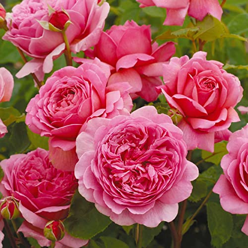 David Austin-Rose 'Princess Alexandra of Kent®'