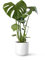 Monstera Deliciosa o Costilla de Adán | Planta natural de interior estilo tropical disponible en 3 alturas diferentes | April Plants (Alt. 65-75 cm | 21ø)