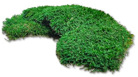 Sphagnum-Shop Plattenmoos konserviert Dekomoos Premium Qualität Grün 200g | Moos für Moosbilder, Moos Deko, DIY Moosmatten oder Moos zum basteln