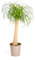 Beaucarnea Recurvata Tige - 80-100cm - Ø24cm - Plante d'intérieur - Vert persistant