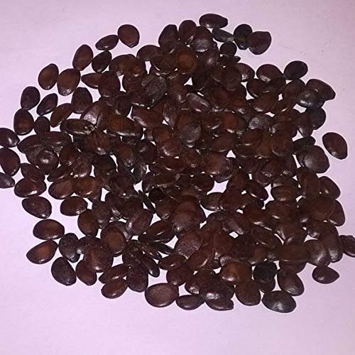 5: Yucca Palm Tree, Joshua Tree, Yucca Brevitolia Seeds : Seeds Only