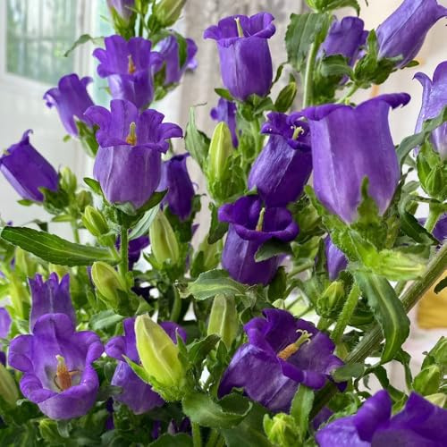 Semi di campanula - da balcone Campanula media - da giardino resistenti per il giardino decorazione del soggiorno 700pcs
