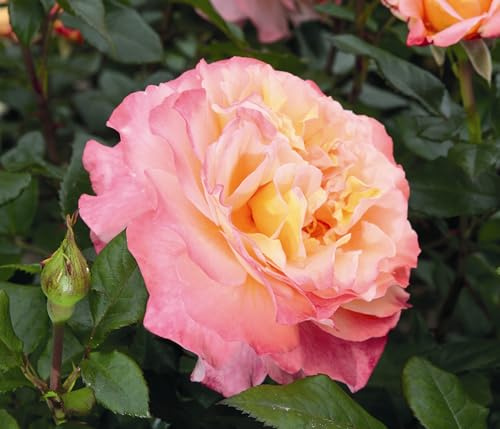 Dehner Rose Edelrose Augusta Luise®, Züchter Tantau, gefüllte und duftende Blüten, apricot-farben, 30-40 cm, Stämmchen