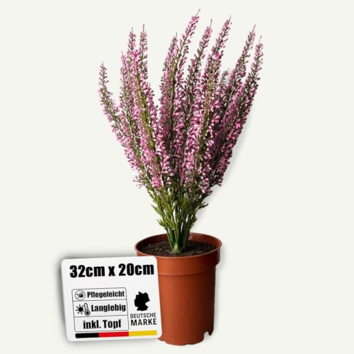 Botanic-Haus künstliche Erika in braunem Kunstofftopf (pink) – Kunstpflanze für Ihre Herbstdeko – Heidekraut 32 cm – künstliche Pflanzen Outdoor wetterfest für den Balkon & geschützten Außenbereich