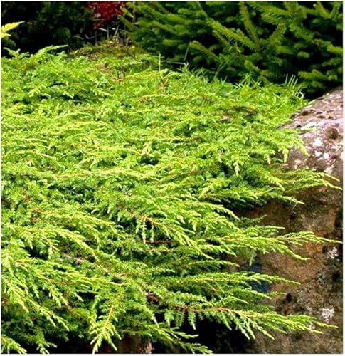 GrowOn Shrubs [x2] Dwarf Conifer Juniperus Communis 'Green Carpet' | Multi-Pack | Evergreen Shrubs | Outdoor Garden Ready Plants